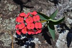 Euphorbia sp PV2839 Mahatsinjo GPSEU3 Mad 2015_1711.jpg